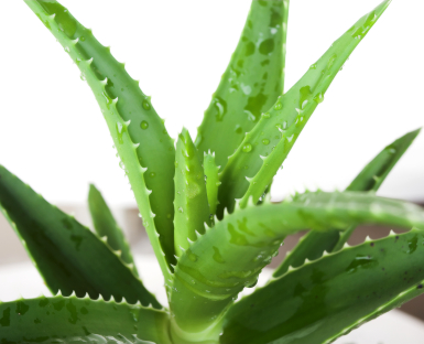 Aloe vera
